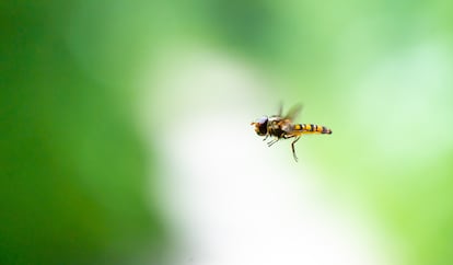 Fly of the 'Episyrphus balteatus' species.