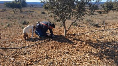Daniel Brito, truficultor, busca trufas negras junto a su perro en Sarrión (Teruel).