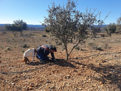 Daniel Brito, truficultor, busca trufas negras junto a su perro en Sarrión (Teruel).