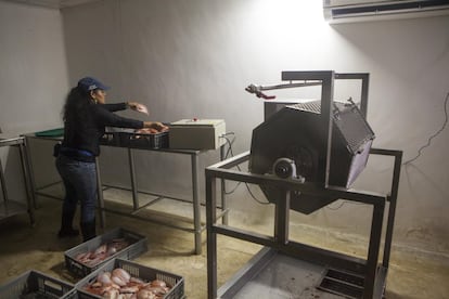 Carmen Estela Mesquizo, vicepresidenta de Ceprodet, prepara las cajas de Tilapia para meter en el cuarto frío. Esta infraestructura les permite poder conservar la tilapia hasta ocho días.