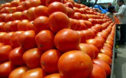 El temor por la subida del tomate coincide con la polmica por el aumento del pan por falta de trigo, lo que llevo al Gobierno a aplicar la Ley de Abastecimiento para lograr rebajar su precio. EFE/Archivo