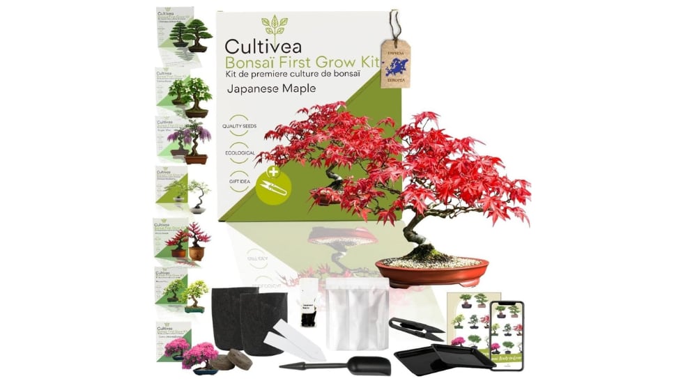 Kit para cultivar bonsáis.