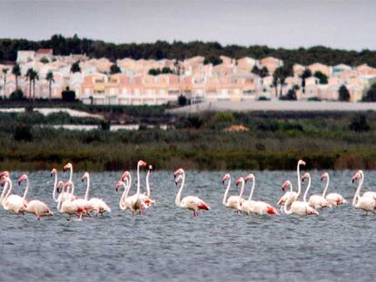 Flamencos en las lagunas del parque natural de Las Salinas de Torrevieja, ayer.