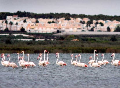 Flamencos en las lagunas del parque natural de Las Salinas de Torrevieja.