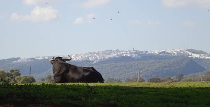 Las rutas por las ganaderías del toro de lidia permiten contemplar la grandeza de este animal en su hábitat natural.