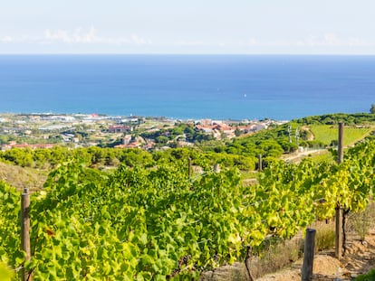 Les vinyes d'Alella, a la comarca del Maresme.