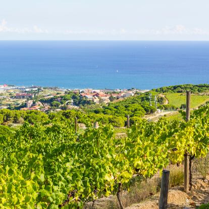 Les vinyes d'Alella, a la comarca del Maresme.