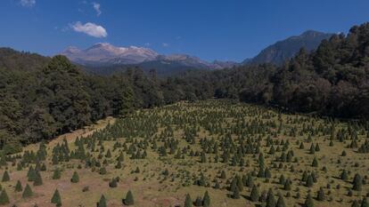 Bosque Esmeralda en Estado de México, donde se cosechan y siembran árboles de Navidad para la temporada decembrina