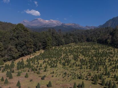 Bosque Esmeralda en Estado de México, donde se cosechan y siembran árboles de Navidad para la temporada decembrina