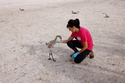 El seguimiento de los flamencos anillados en la laguna, realizado dentro del Programa de Anillamiento de Flamencos, permite conocer mejor diferentes aspectos de la biología de esta especie como es la dispersión de la población, uso de las diferentes zonas húmedas, comportamiento reproductor o supervivencia, entre otros.