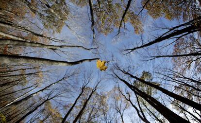 Bosque en Tully, Nueva Jersey.