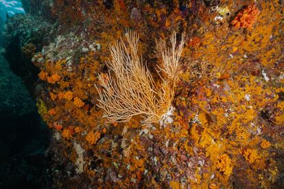 Corales en los arrecifes del área marina protegida. Panamá ya había creado en septiembre de 2015 una reserva marina en la Cordillera de Coiba de 17.223 kilómetros cuadrados para proteger la flora y fauna amenazadas, pero ahora la superficie se ha ampliado hasta superar los 67.000.