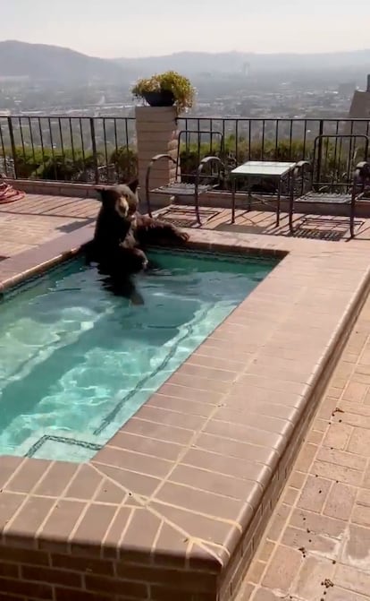 A bear cools off in a swimming pool in Burbank, California U.S., July 28, 2023, in this still image obtained from social media video.