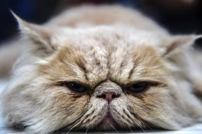 Un gato persa durante un concurso de mascotas