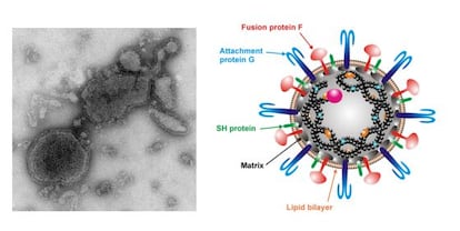 A la izquierda, fotografía de la partícula del virus tomada al microscopio electrónico. A la derecha, un esquema del virus donde se indica la localización de la proteína F.