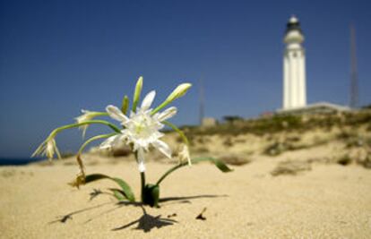 Un detalle del faro de Trafalgar sobre las arenas del cabo.