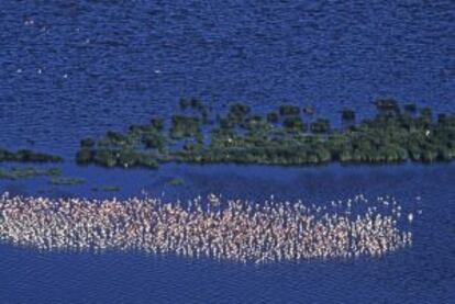 Flamencos en el lago Nakuru (Kenia).