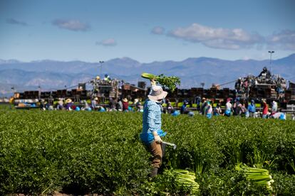 Trabajadores migrantes cosechan apio en un campo de Bud Farms, en Oxnard,  California, en 2020.