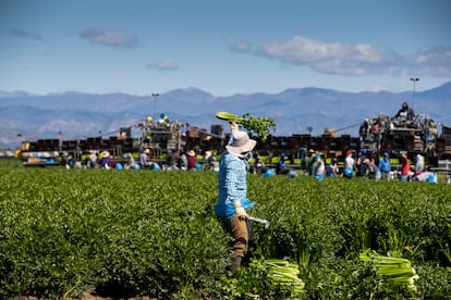 Trabajadores migrantes cosechan apio en un campo de Bud Farms, en Oxnard,  California, en 2020.