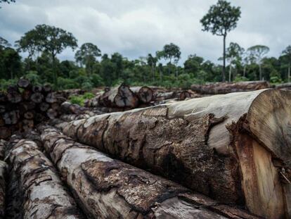 Madera de extracción ilegal incautada en Roraima. 
 
 