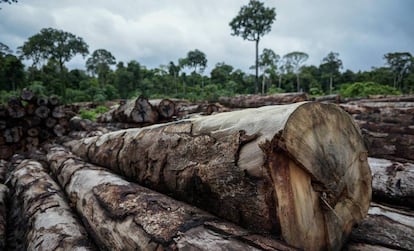 Madera de extracción ilegal incautada en Roraima. 
 
 