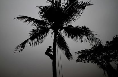 Un aldeano sube a un cocotero con una fría niebla, a las afueras de la ciudad india de Bhubaneswar.