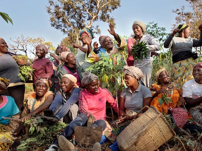 Un grupo de mujeres agriculturas que conforman una cooperativa en Yoko, Camerún.