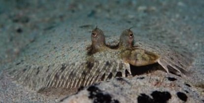 Algunos peces pueden cambiar la coloración y los patrones de su piel para mimetizarse con el fondo del mar