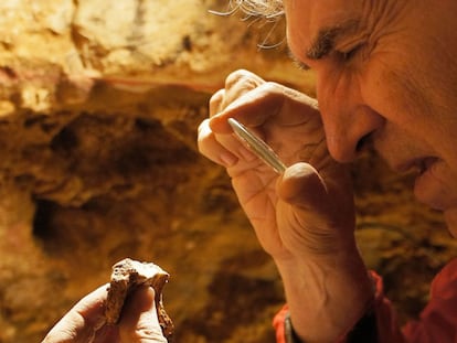 Juan Luis Arsuaga observa un trozo de cráneo descubierto en la campaña de excavación de 2014 en Atapuerca.