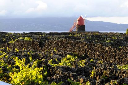 Viñedos en la costa de Pico, una de las nueve islas del archipiélago portugués.