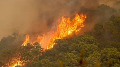 Incendio forestal de Sierra Bermeja, en Estepona (Málaga). EUROPA PRESS
 