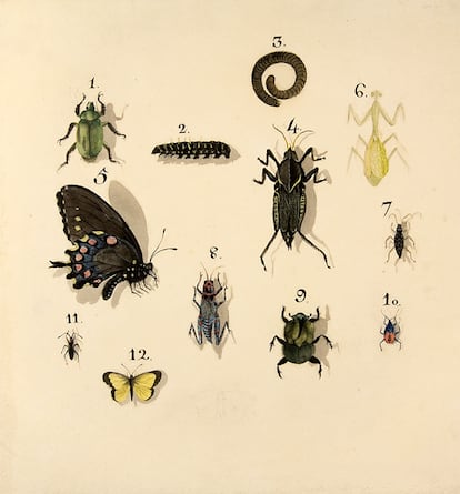 Mariposas, mantis, grillos, orugas, escarabajos...recolectados en la expedición (Museo Naval / Museo de América).