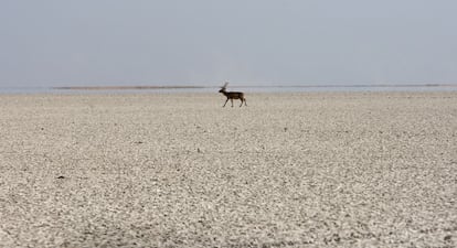 Un ciervo en el lucio del Membrillo del parque de Do&ntilde;ana. 