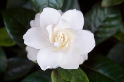 Gardenias