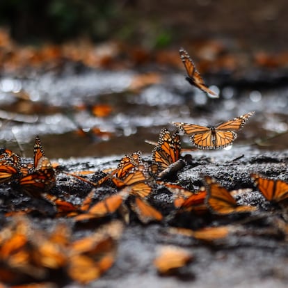 Santuario Mariposas Michoacan