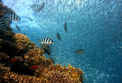 Bandadas de peces en un arrecife de coral.