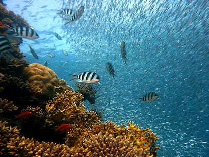 Bandadas de peces en un arrecife de coral.