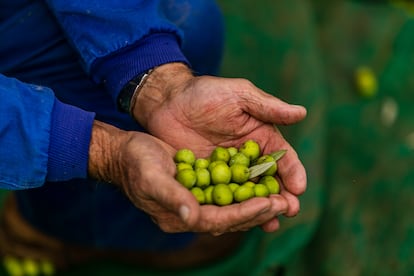 Precio aceite de oliva
