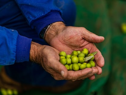 Precio aceite de oliva