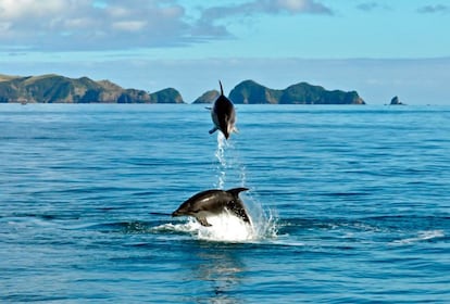 Con aguas de color turquesa que lamen ensenadas de postal, la Bahía de las Islas es una de esas imágenes que se tienen de Nueva Zelanda antes incluso de visitar el país. Son más de 150 islas con infinitas posibilidades, como ver a los delfines jugueteando en la proa de las embarcaciones o a las orcas acercándose al viajero. Para los buceadores, en el fondo del mar espera un rico fondo subtropical y pecios interesantes incluyendo el Rainbow Warrior.