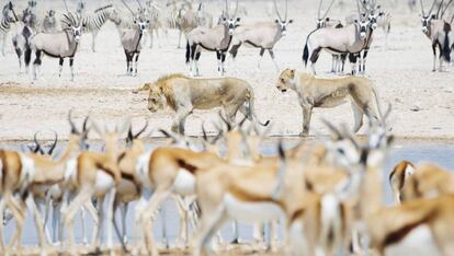 Leones entre un grupo de gacelas, cebras y orix, en el parque nacional Etosha, en Namibia.