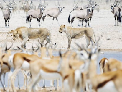 Leones entre un grupo de gacelas, cebras y orix, en el parque nacional Etosha, en Namibia.