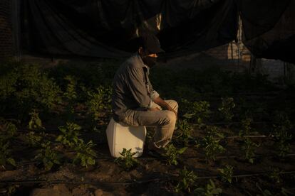 Pedro, de 56 años, es originario de Aguililla. Ha dejado desde diciembre del 2020 esa comunidad, que se encuentra tomado por el Cártel Jalisco Nueva Generación (CJNG). En Apatzingán unas 1.500 personas desplazadas viven en albergues que encabeza Gregorio López Gerónimo, conocido como padre Goyo.