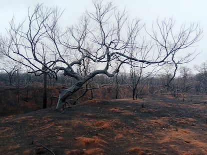 Una zona del bosque de Roboré, afectado por los incendios forestales de Bolivia, en agosto de 2024.

