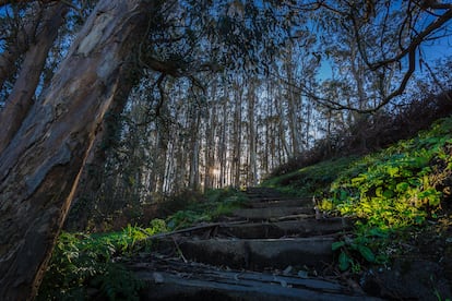 Ence lleva a cabo una gestión forestal sostenible.