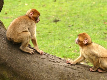 Dos monos logran ‘ver’ sin usar los ojos gracias a un dispositivo de estimulación cerebral