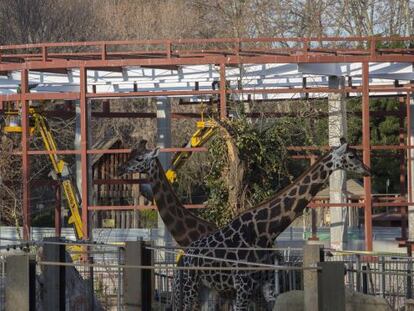 El Zoo detecta estrés entre los animales por culpa de las obras