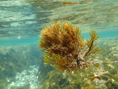 El alga en las aguas de cala Burra, en Málaga, en el mes de mayo de este año.