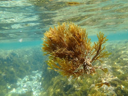 El alga en las aguas de cala Burra, en Málaga, en el mes de mayo de este año.