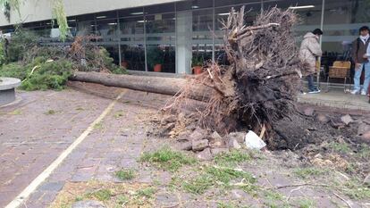 Las instalaciones del plantel Xochimilco de la Universidad Autónoma Metropolitana fueron desalojadas por la caída de tres árboles en su interior.